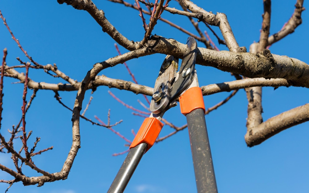 Close up view of a branch trimmer cutting tree