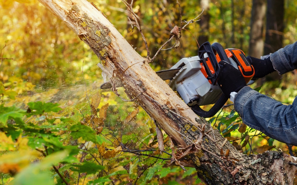 Close up view of a chainsaw cutting a tree branch