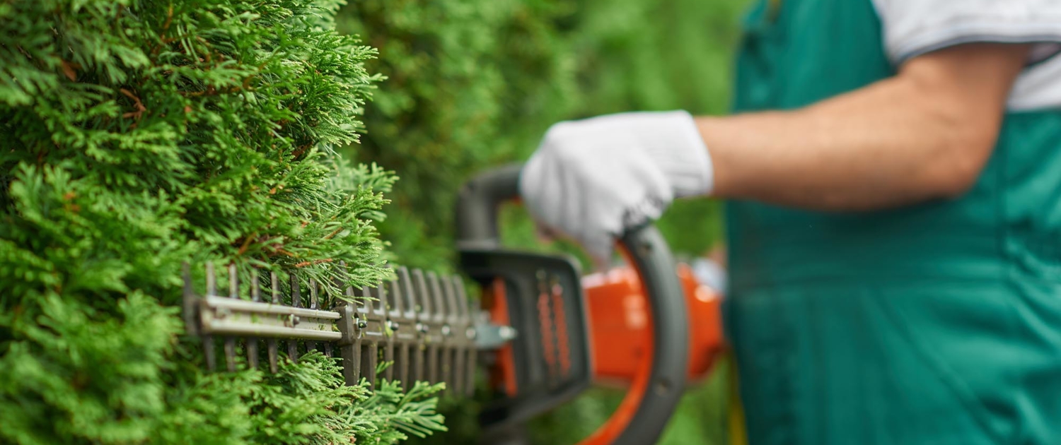 Close up view of a person trimming bushes